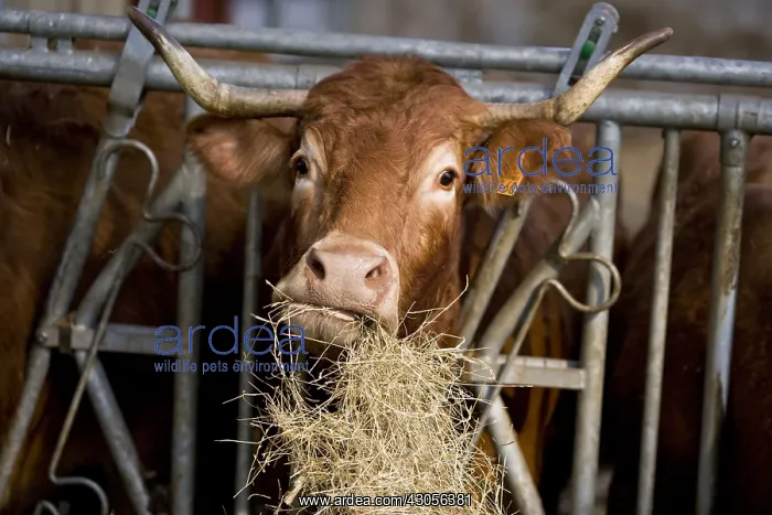 : Limousine cow at the trough eating hay France : Limousine cow at the trough eating hay France