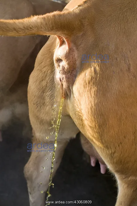 : Limousine cow urinating France : Limousine cow urinating France