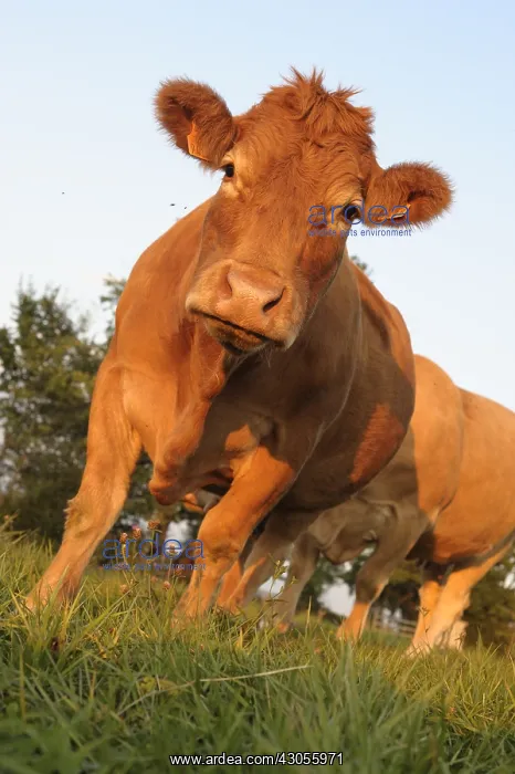 : Limousine Cow watching in a meadow France Lozere : Limousine Cow watching in a meadow France Lozere