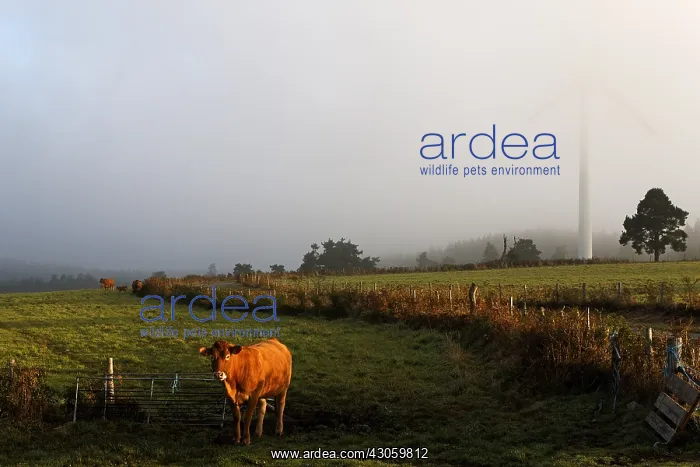 : Limousine cow and Windmill Plateau de Millevaches France : Limousine cow and Windmill Plateau de Millevaches France