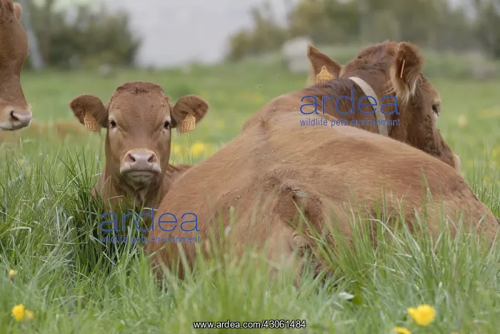 : Limousine Cows and calf in dandelions field France : Limousine Cows and calf in dandelions field France