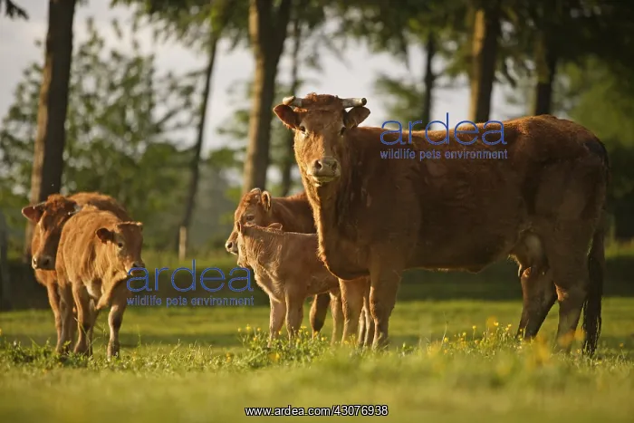 : Limousine cows and calves Normandy France : Limousine cows and calves Normandy France