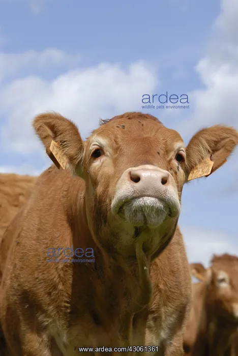  : Limousine Cows in meadow France