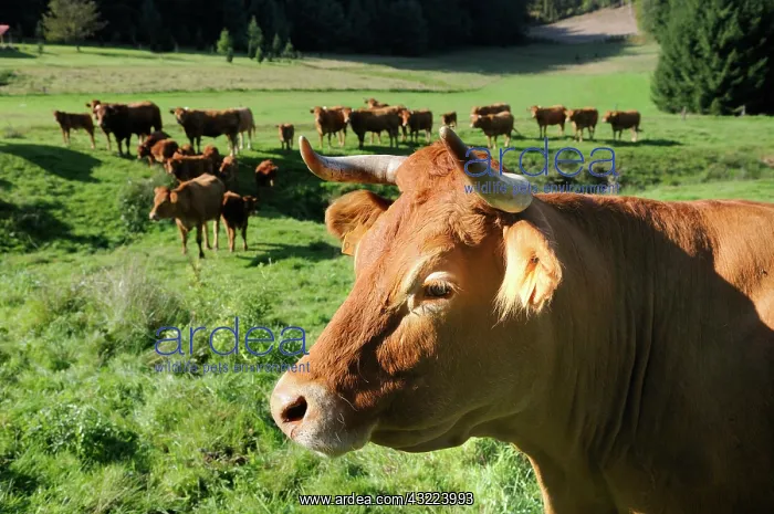 : Limousine Cows in a meadow - Northern Vosges France : Limousine Cows in a meadow - Northern Vosges France