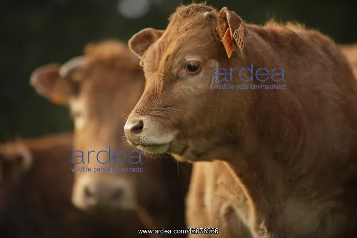 : Limousine cows Normandy France : Limousine cows Normandy France