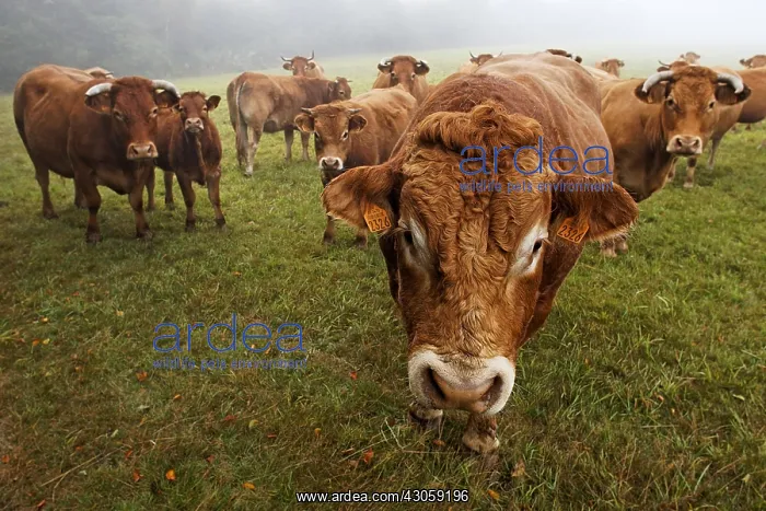 : Limousine Cows Parc Naturel Regional de Millevaches France : Limousine Cows Parc Naturel Regional de Millevaches France