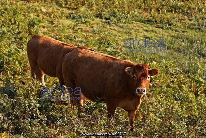 : Limousine Cows Parc Naturel Regional de Millevaches France : Limousine Cows Parc Naturel Regional de Millevaches France
