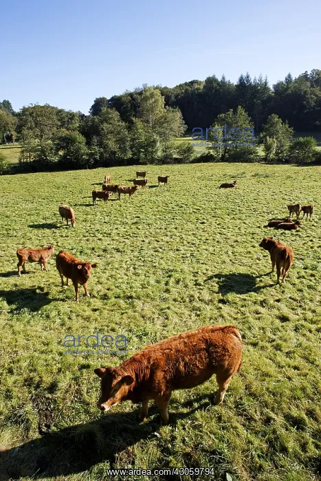 : Limousine Cows Parc Naturel Regional de Millevaches France : Limousine Cows Parc Naturel Regional de Millevaches France