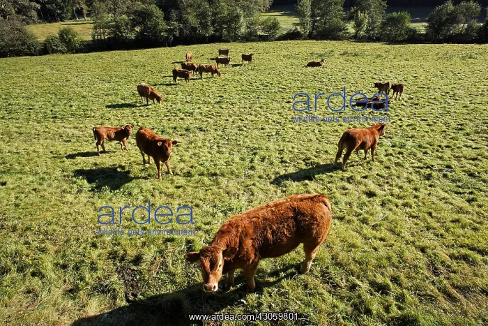: Limousine Cows Parc Naturel Regional de Millevaches France : Limousine Cows Parc Naturel Regional de Millevaches France