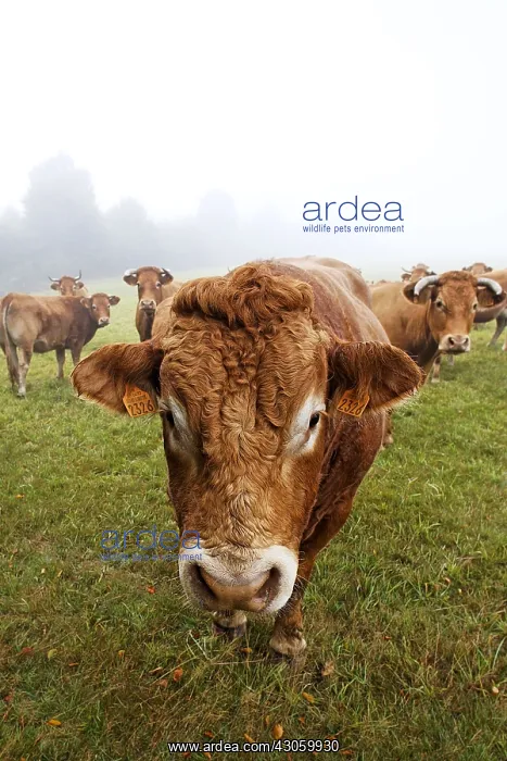 : Limousine Cows Parc Naturel Regional de Millevaches France : Limousine Cows Parc Naturel Regional de Millevaches France