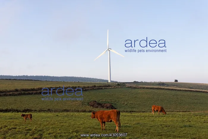 : Limousine cows and Windmill Plateau de Millevaches France : Limousine cows and Windmill Plateau de Millevaches France