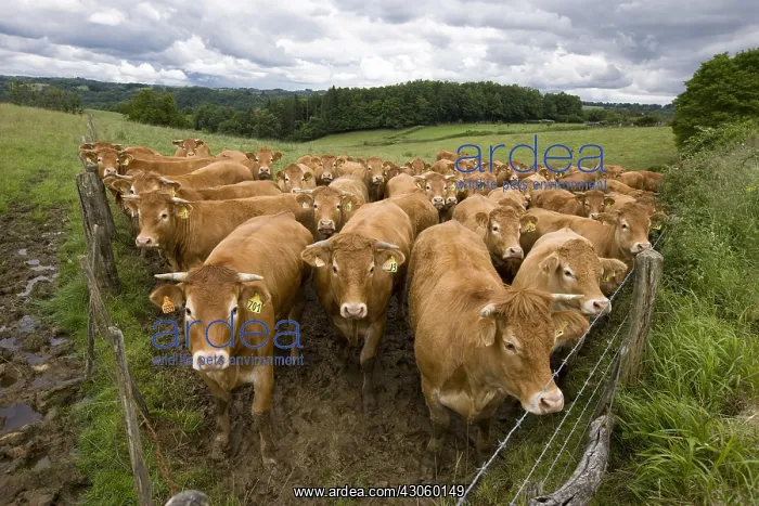 : Limousine heifers in an enclosure France : Limousine heifers in an enclosure France