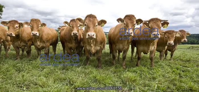 : Limousine heifers in a meadow France : Limousine heifers in a meadow France