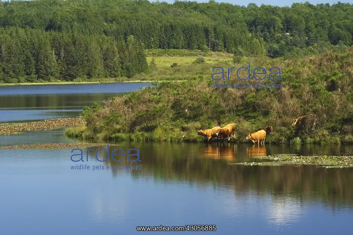 : Limousins Cows drinking in the pond Oussines Correze : Limousins Cows drinking in the pond Oussines Correze
