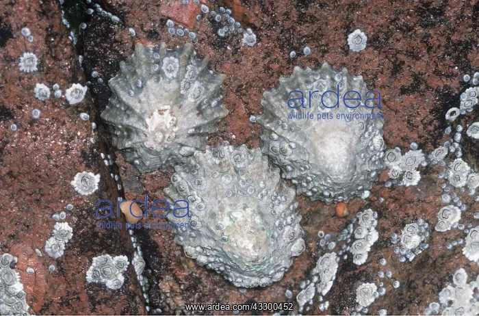  : LIMPETS