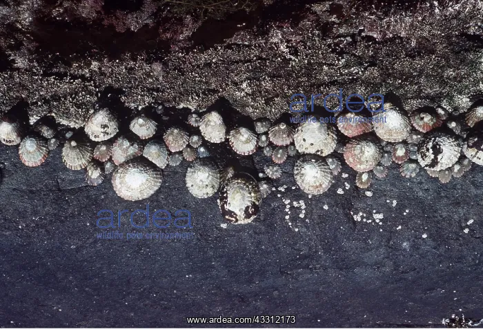: LIMPETS : LIMPETS