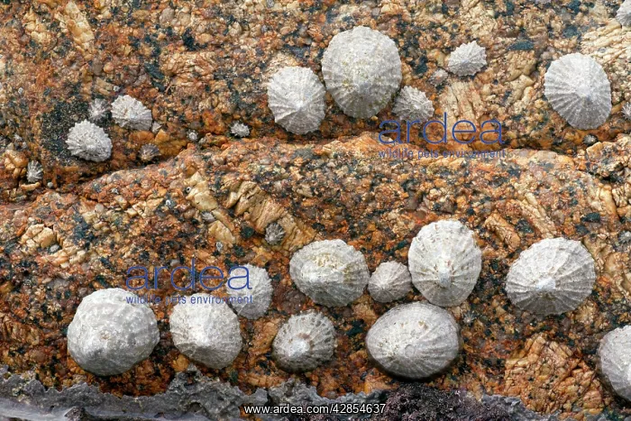 : Limpets - on granite rock at Sennen Cove : Limpets - on granite rock at Sennen Cove
