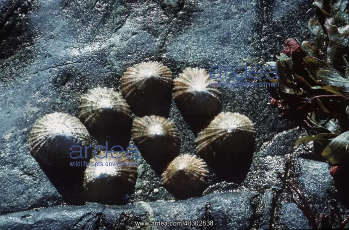 : LIMPETS - ON ROCK : LIMPETS - ON ROCK