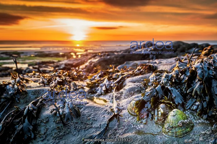 : Limpets on a rock at sunset, Ambleteuse, Pas de : Limpets on a rock at sunset, Ambleteuse, Pas de