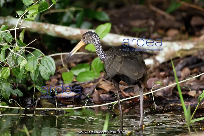 : Limpkin (Aramus guarauna). Lake Sandoval Amazon Peru : Limpkin (Aramus guarauna). Lake Sandoval Amazon Peru