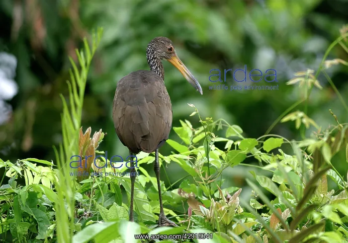  : Limpkin (Aramus guarauna). Llanos Venezuela