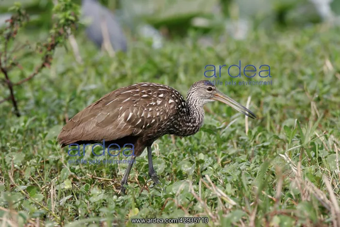 : Limpkin (Armus guarauna). Lake Kissimmee, Florida, USA : Limpkin (Armus guarauna). Lake Kissimmee, Florida, USA