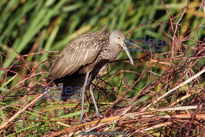 : Limpkin (Armus guarauna). Central Florida - USA - January : Limpkin (Armus guarauna). Central Florida - USA - January