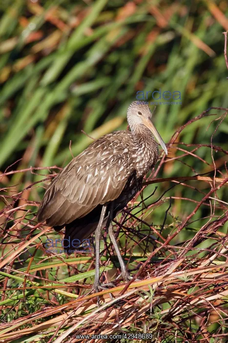  : Limpkin (Armus guarauna). Central Florida - USA - January