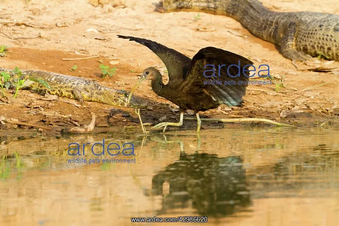 : Limpkin (Aramus guarauna). adult - foraging in wetland - Pantanal area : Limpkin (Aramus guarauna). adult - foraging in wetland - Pantanal area
