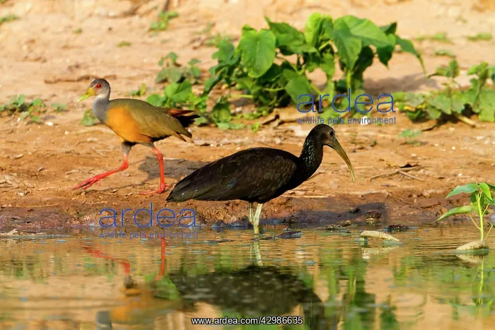 : Limpkin (Aramus guarauna). adult - foraging in wetland - Pantanal area : Limpkin (Aramus guarauna). adult - foraging in wetland - Pantanal area