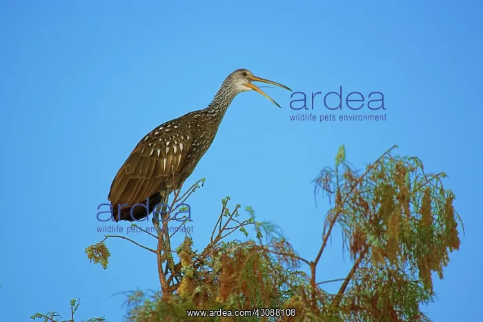 : Limpkin (Aramus guarauna) atop tree, Wakodahathcee Wetlands, Delray Beach, Florida : Limpkin (Aramus guarauna) atop tree, Wakodahathcee Wetlands, Delray Beach, Florida