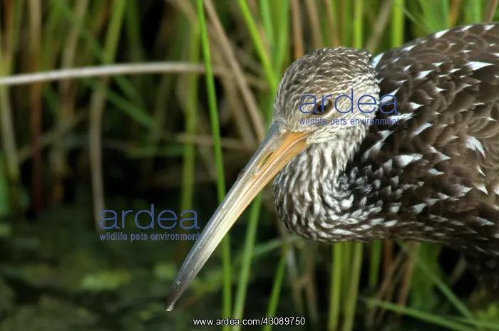 : Limpkin (Aramus guarauna), a wading bird found mostly in wetlands : Limpkin (Aramus guarauna), a wading bird found mostly in wetlands
