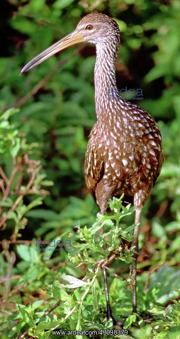 : Limpkin (Aramus guarauna) : Limpkin (Aramus guarauna)