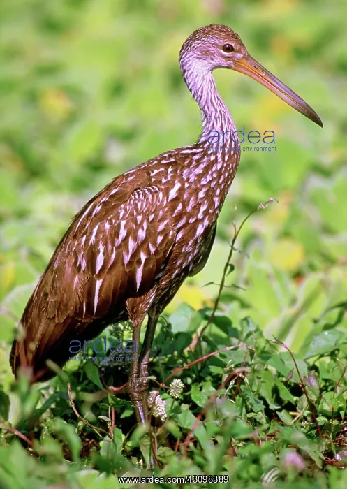 : Limpkin (Aramus guarauna) : Limpkin (Aramus guarauna)