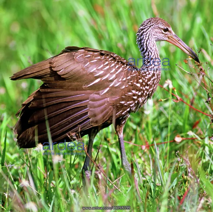 : Limpkin (Aramus guarauna) : Limpkin (Aramus guarauna)