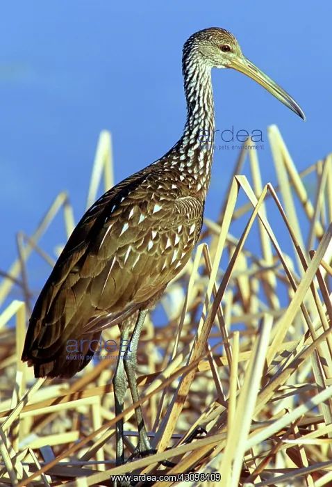 : Limpkin (Aramus guarauna) : Limpkin (Aramus guarauna)