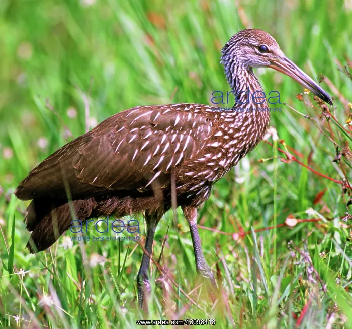 : Limpkin (Aramus guarauna) : Limpkin (Aramus guarauna)