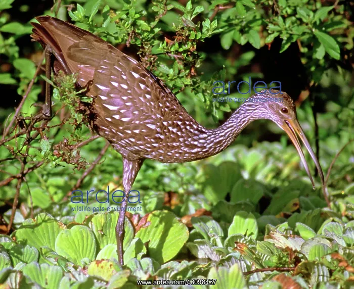 : Limpkin (Aramus guarauna) : Limpkin (Aramus guarauna)