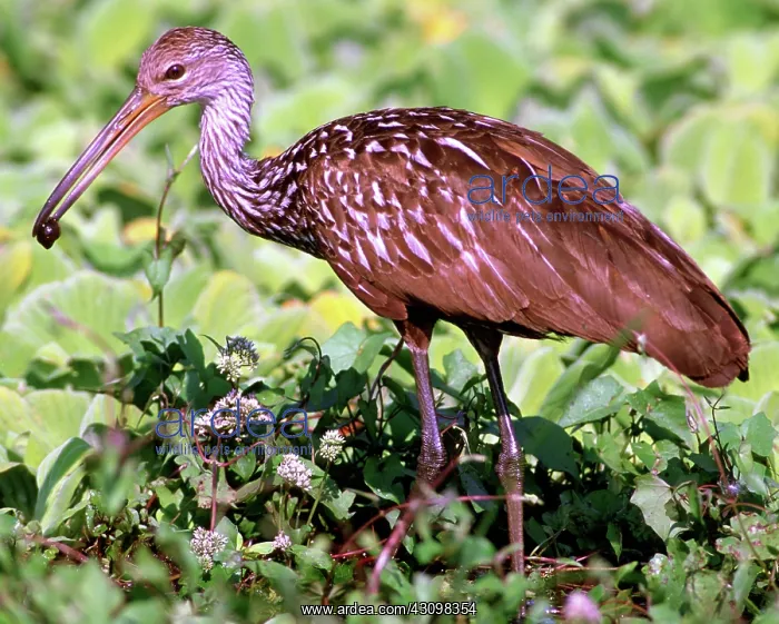  : Limpkin (Aramus guarauna) with Apple Snail