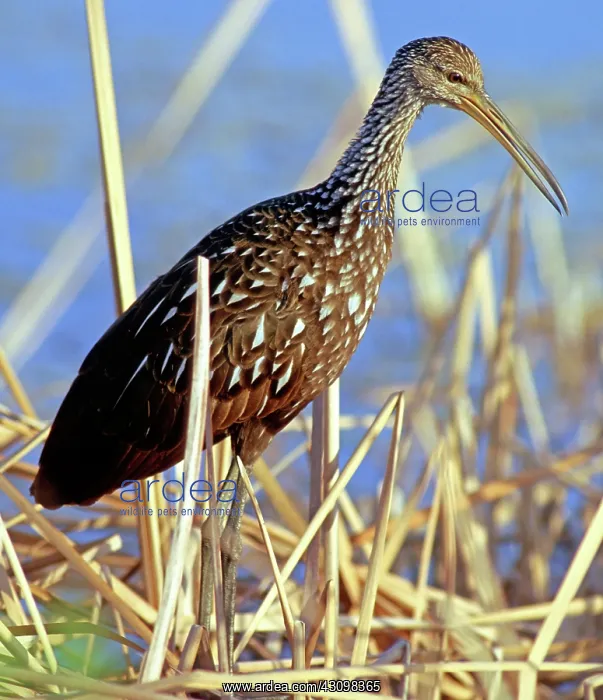 : Limpkin (Aramus guarauna) hunting : Limpkin (Aramus guarauna) hunting