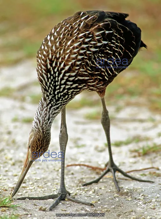 : Limpkin (Aramus guarauna) hunting snails : Limpkin (Aramus guarauna) hunting snails