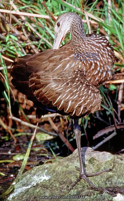 : Limpkin (Aramus guarauna) preening : Limpkin (Aramus guarauna) preening