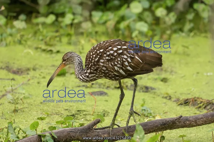 : Limpkin, Armus guarauna.foraging in Central Florida in March : Limpkin, Armus guarauna.foraging in Central Florida in March
