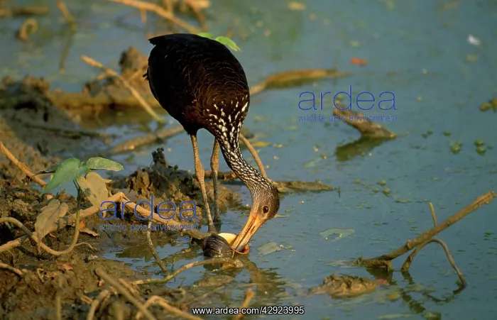 : Limpkin - feeding on snail : Limpkin - feeding on snail