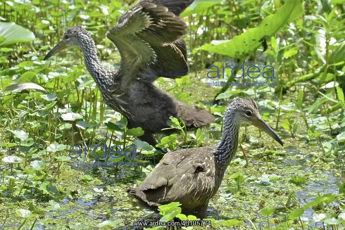 : Limpkin Fledglings : Limpkin Fledglings