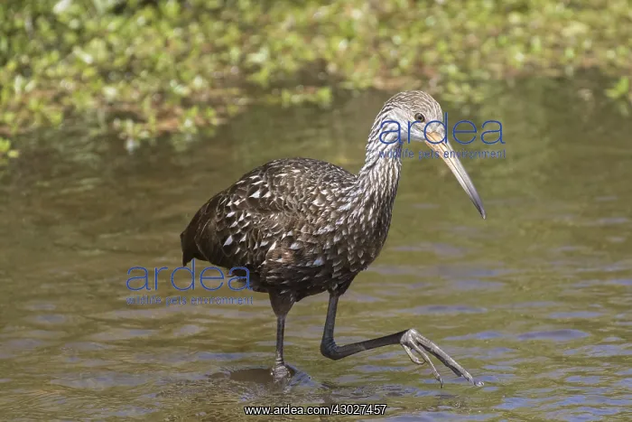  : Limpkin in Myakka State Park in Florida