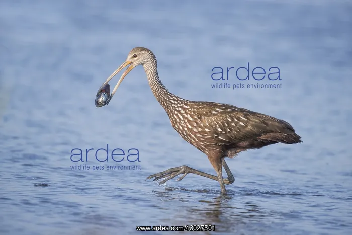  : Limpkin in Myakka State Park in Florida