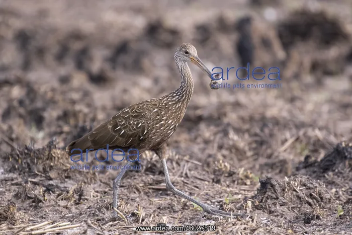  : Limpkin in Myakka State Park in Florida