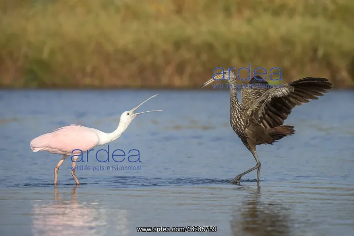  : Limpkin in Myakka State Park in Florida
