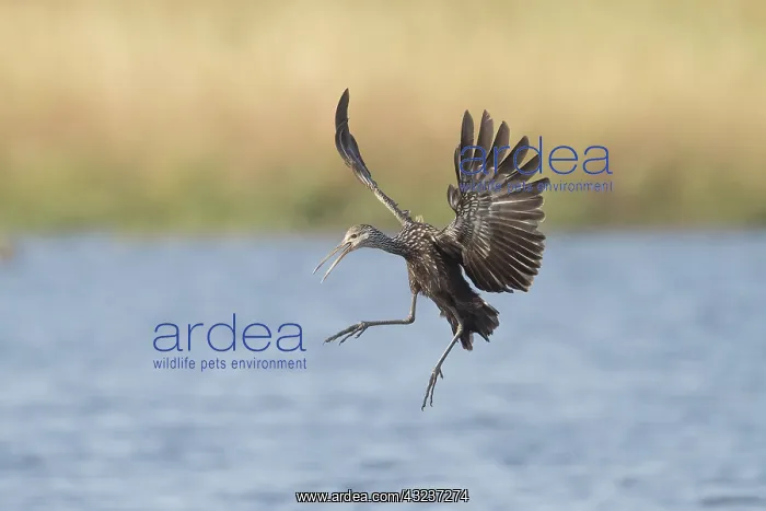  : Limpkin in Myakka State Park in Florida